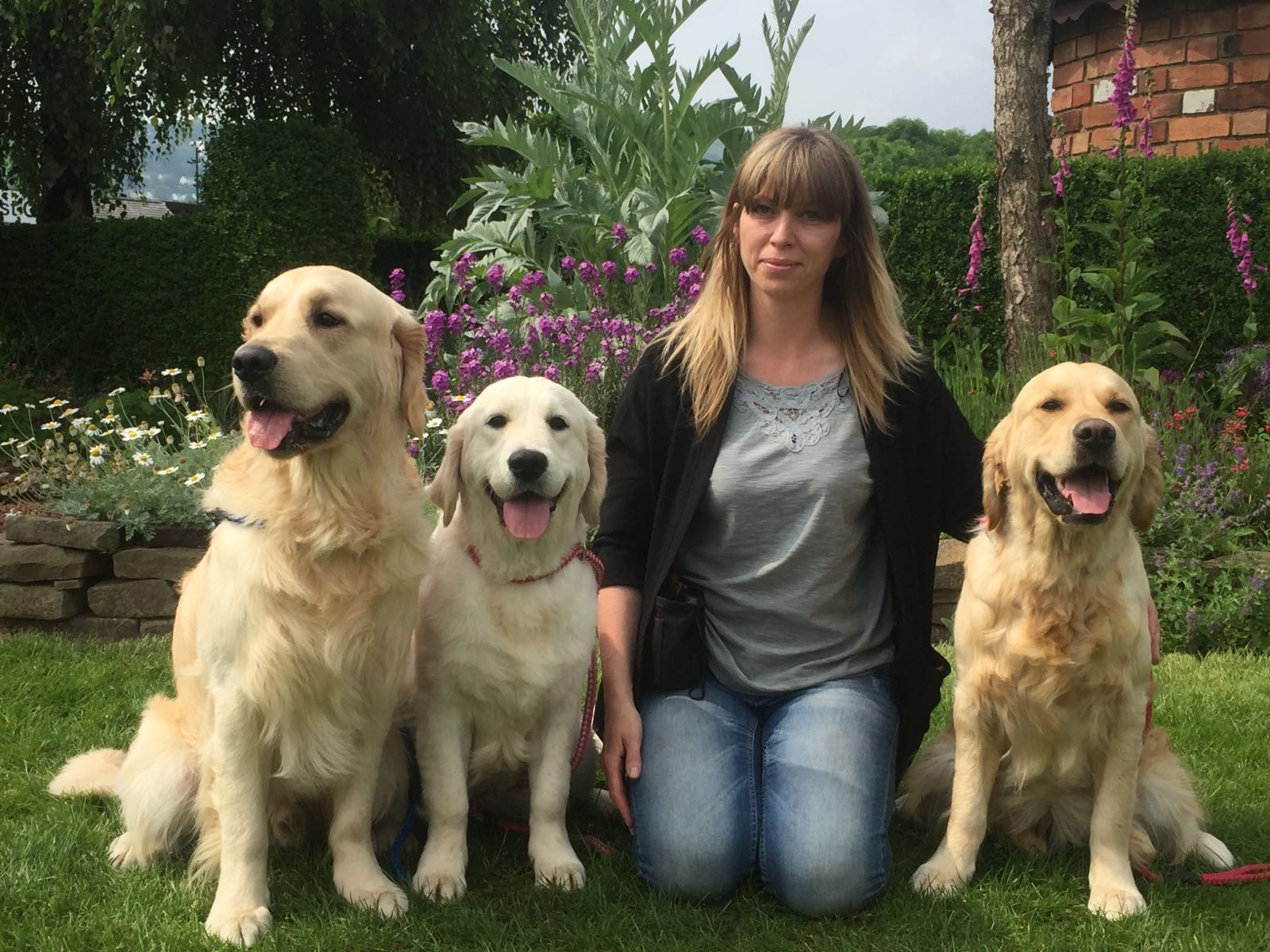 Lovissa Golden Retrievers Golden Retrievers UK